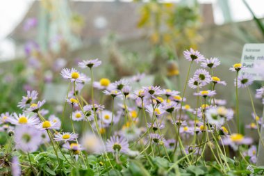 Saint Gallen, İsviçre, 24 Mart 2024 Bellis Rotundifolia çiçekleri botanik bahçesinde