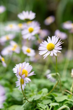 Saint Gallen, İsviçre, 24 Mart 2024 Bellis Rotundifolia çiçekleri botanik bahçesinde