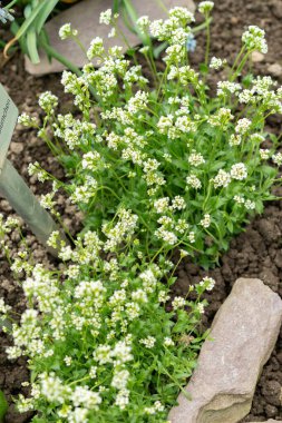 Saint Gallen, İsviçre, 24 Mart 2024 Draba Nivalis botanik bahçesindeki çiçekler