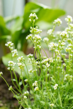 Saint Gallen, İsviçre, 24 Mart 2024 Draba Nivalis botanik bahçesindeki çiçekler