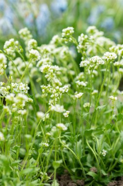 Saint Gallen, İsviçre, 24 Mart 2024 Draba Nivalis botanik bahçesindeki çiçekler