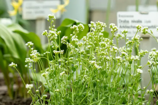 Saint Gallen, İsviçre, 24 Mart 2024 Draba Nivalis botanik bahçesindeki çiçekler