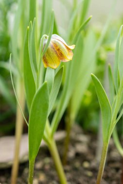 Saint Gallen, İsviçre, 24 Mart 2024 Fritillaria Crassifolia çiçekleri botanik bahçesinde