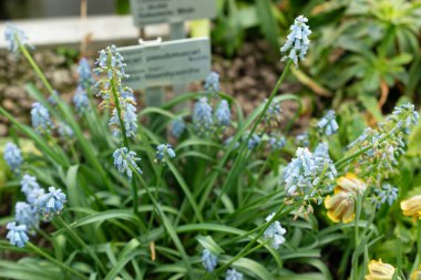 Saint Gallen, İsviçre, 24 Mart 2024 Muscari Pseudomuscari veya botanik bahçesindeki tebeşir üzümü sümbülü çiçekleri