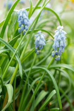 Saint Gallen, İsviçre, 24 Mart 2024 Muscari Pseudomuscari veya botanik bahçesindeki tebeşir üzümü sümbülü çiçekleri