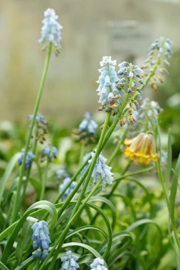 Saint Gallen, İsviçre, 24 Mart 2024 Muscari Pseudomuscari veya botanik bahçesindeki tebeşir üzümü sümbülü çiçekleri