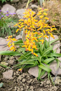 Saint Gallen, İsviçre, 24 Mart 2024 Lachenalia çiçeklerini botanik bahçesine bırakıyor.