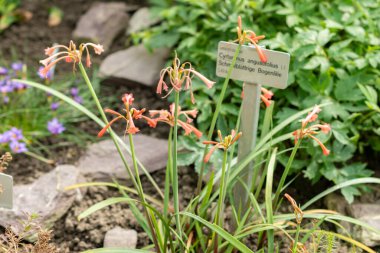Saint Gallen, İsviçre, 24 Mart 2024 Cyrtanthus Angustifolius çiçeği botanik bahçesinde