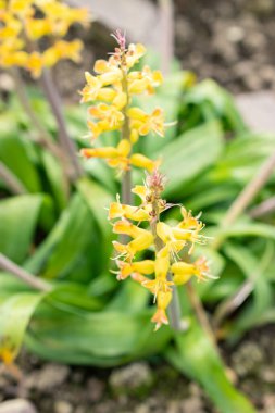 Saint Gallen, İsviçre, 24 Mart 2024 Lachenalia Orchioides veya botanik bahçesindeki inek sürüsü çiçekleri gibi orkide