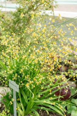 Saint Gallen, İsviçre, 24 Mart 2024 Melasphaerula Ramosa Botanik Bahçesi