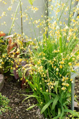 Saint Gallen, İsviçre, 24 Mart 2024 Melasphaerula Ramosa Botanik Bahçesi