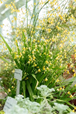 Saint Gallen, İsviçre, 24 Mart 2024 Melasphaerula Ramosa Botanik Bahçesi