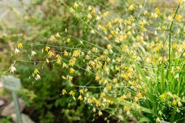 Saint Gallen, İsviçre, 24 Mart 2024 Melasphaerula Ramosa Botanik Bahçesi