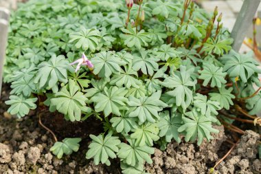 Saint Gallen, İsviçre, 24 Mart 2024 Oxalis Adenophylla veya botanik bahçesindeki Şili oksalis bitkisi