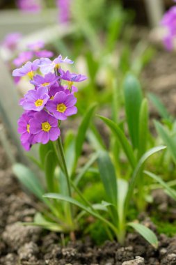 Saint Gallen, İsviçre, 24 Mart 2024 Primula Ellisiae çiçekleri botanik bahçesinde