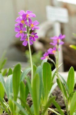Saint Gallen, İsviçre, 24 Mart 2024 Primula Ellisiae çiçekleri botanik bahçesinde