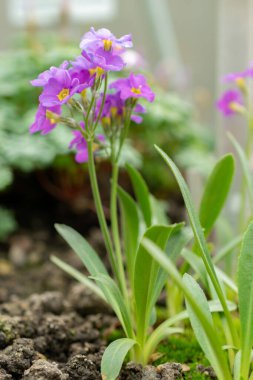 Saint Gallen, İsviçre, 24 Mart 2024 Primula Ellisiae çiçekleri botanik bahçesinde