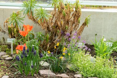 Saint Gallen, İsviçre, 24 Mart 2024 Tulipa Vvedenskyi çiçeği botanik bahçesinde