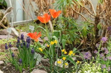 Saint Gallen, İsviçre, 24 Mart 2024 Tulipa Vvedenskyi çiçeği botanik bahçesinde