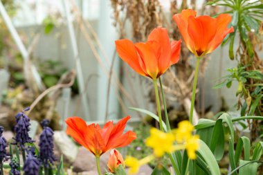 Saint Gallen, İsviçre, 24 Mart 2024 Tulipa Vvedenskyi çiçeği botanik bahçesinde