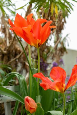 Saint Gallen, İsviçre, 24 Mart 2024 Tulipa Vvedenskyi çiçeği botanik bahçesinde