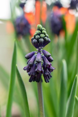 Saint Gallen, İsviçre, 24 Mart 2024 Bellevalia Atroviolacea çiçekleri botanik bahçesinde