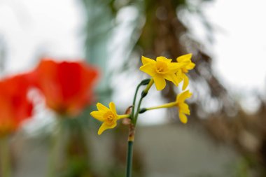 Saint Gallen, İsviçre, 24 Mart 2024 Narcissus X ara çiçekleri botanik bahçesinde