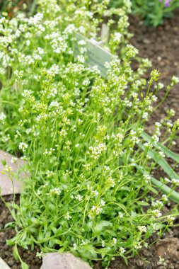 Saint Gallen, İsviçre, 24 Mart 2024 Draba Norvegica veya botanik bahçesindeki Norveç otları