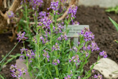 Saint Gallen, İsviçre, 24 Mart 2024 Hesperis Bicuspidata çiçekleri botanik bahçesinde