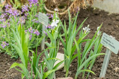 Saint Gallen, İsviçre, 24 Mart 2024 Iris Magnifica çiçekleri botanik bahçesinde
