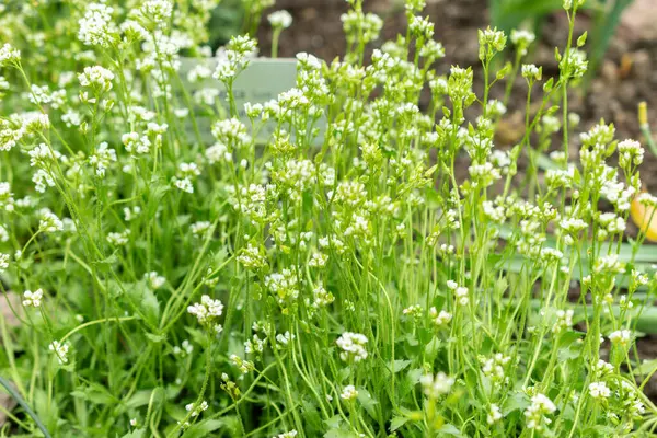 stock image Saint Gallen, Switzerland, March 24, 2024 Draba Norvegica or norwegian whitlow grass at the botanical garden