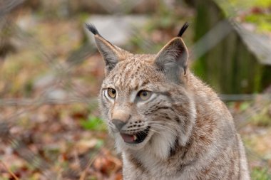 Feldkirch, Avusturya, 17 Şubat 2024 Luchs vahşi bir hayat parkında çitten atıldı.