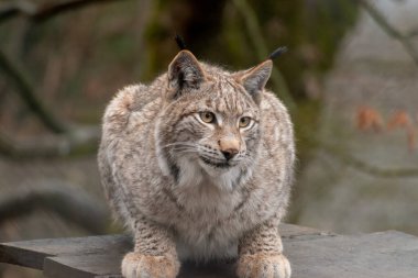 Feldkirch, Avusturya, 17 Şubat 2024 Luchs vahşi bir hayat parkında çitten atıldı.