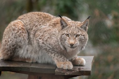 Feldkirch, Avusturya, 17 Şubat 2024 Luchs vahşi bir hayat parkında çitten atıldı.