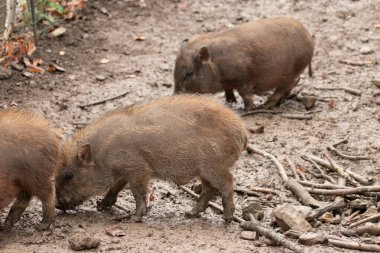 Feldkirch, Avusturya, 17 Şubat 2024 Vahşi yaşam parkında Mini domuz