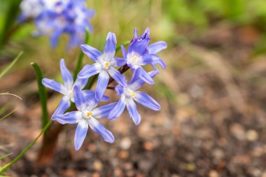 Zürih, İsviçre, 30 Mart 2024 Scilla Luciliae veya patronlar botanik bahçesindeki kar çiçeklerinin ihtişamı