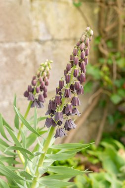 Zürih, İsviçre, 30 Mart 2024 Fritillaria Persica bitkisi botanik bahçesinde