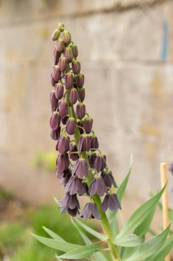 Zürih, İsviçre, 30 Mart 2024 Fritillaria Persica bitkisi botanik bahçesinde