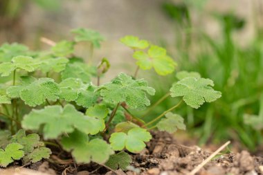 Zürih, İsviçre, 30 Mart 2024 Geranium Renardii bitkisi botanik bahçesinde.