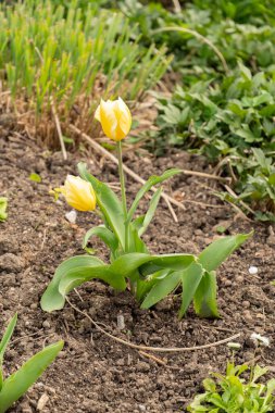 Zürih, İsviçre, 30 Mart 2024 Tulipa Fosteriana çiçekleri botanik bahçesinde