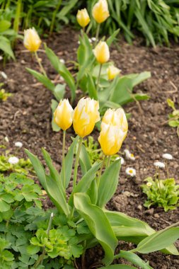 Zürih, İsviçre, 30 Mart 2024 Tulipa Fosteriana çiçekleri botanik bahçesinde