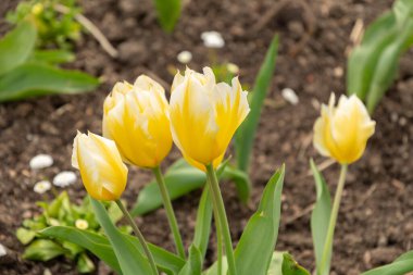 Zürih, İsviçre, 30 Mart 2024 Tulipa Fosteriana çiçekleri botanik bahçesinde