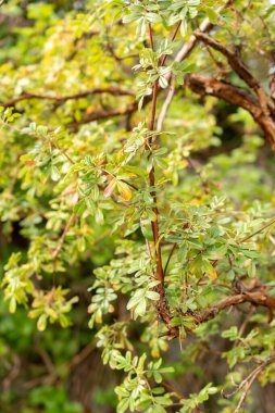Zürih, İsviçre, 30 Mart 2024 Polylepsis Australis veya botanik bahçesindeki tabaquillo bitkisi