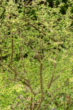 Zürih, İsviçre, 30 Mart 2024 Botanik Bahçesindeki Cotoneaster Froebelii fabrikası