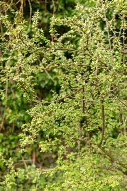 Zürih, İsviçre, 30 Mart 2024 Botanik Bahçesindeki Cotoneaster Froebelii fabrikası