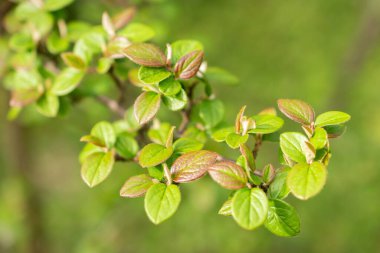 Zürih, İsviçre, 30 Mart 2024 Botanik Bahçesindeki Cotoneaster Froebelii fabrikası