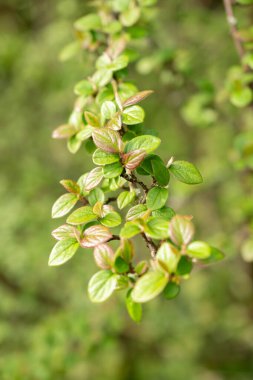 Zürih, İsviçre, 30 Mart 2024 Botanik Bahçesindeki Cotoneaster Froebelii fabrikası