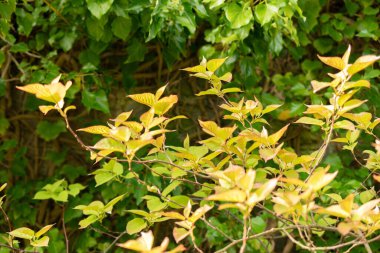 Zürih, İsviçre, 30 Mart 2024 Aktinidia Kolomikta veya botanik bahçesindeki süper sert kivi bitkisi