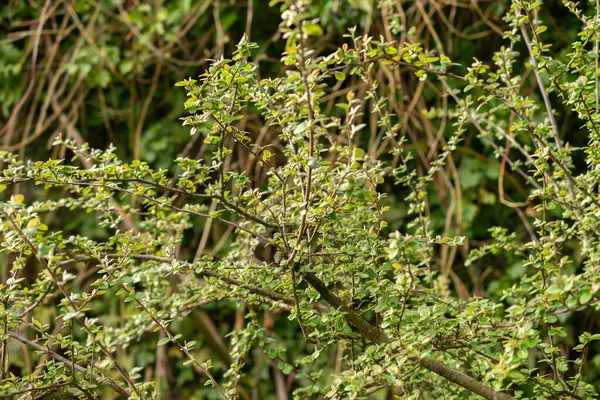 Zürih, İsviçre, 30 Mart 2024 Botanik Bahçesindeki Cotoneaster Froebelii fabrikası