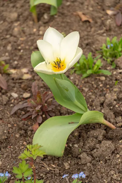 2024年3月30日瑞士苏黎世植物园的郁金香花 图库图片
